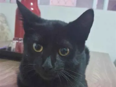 Gato raça SRD-ViraLata idade 1 ano nome Mel