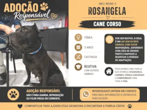 Cachorro raça Pit-Bull idade 3 anos nome Rosangela