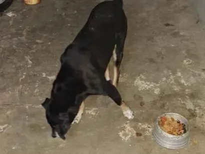 Cachorro raça SRD-ViraLata idade 4 anos nome moleque