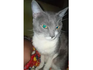 Gato raça SRD-ViraLata idade 4 anos nome Francisco 