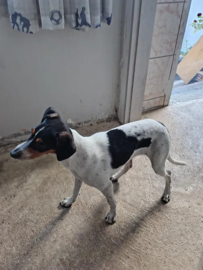 Cachorro raça SRD-ViraLata idade 2 a 6 meses nome BLU
