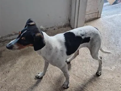 Cachorro raça SRD-ViraLata idade 2 a 6 meses nome BLU
