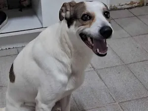 Cachorro raça SRD-ViraLata idade 1 ano nome Duke e floquinho 