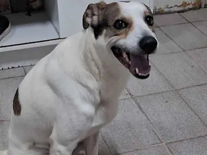 Cachorro raça SRD-ViraLata idade 1 ano nome Duke e floquinho 