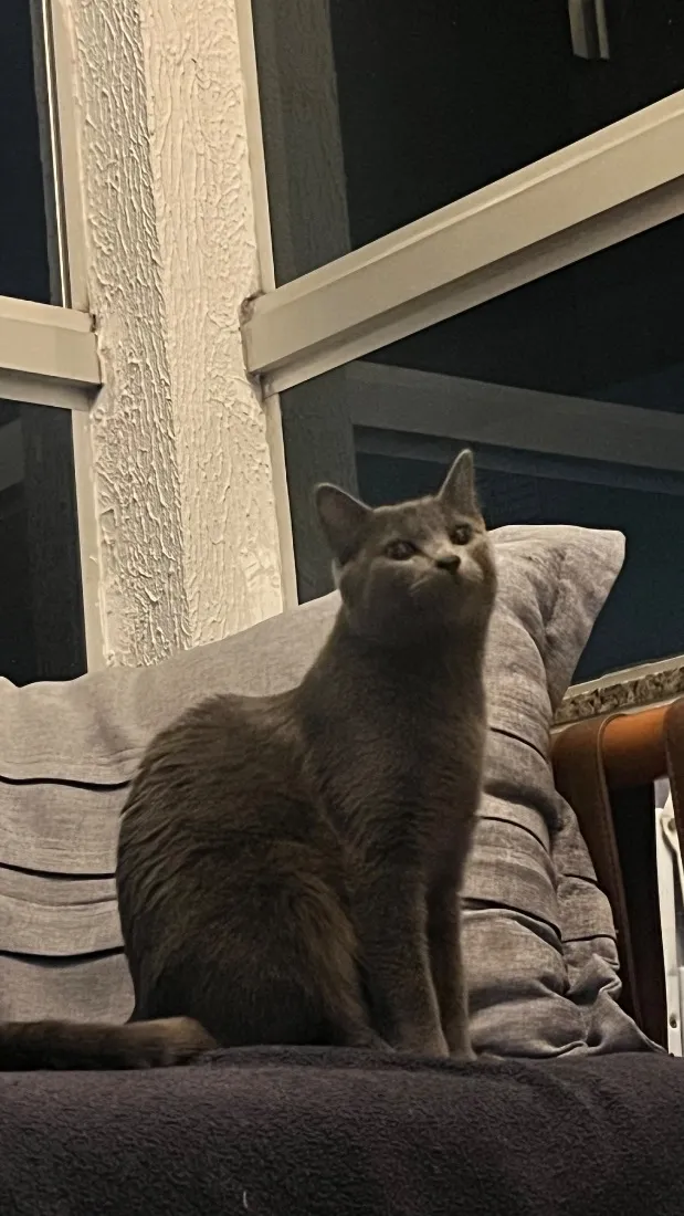 Gato raça SRD-ViraLata idade 7 a 11 meses nome Virgínia 