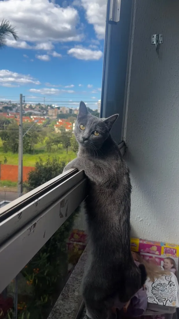 Gato raça SRD-ViraLata idade 7 a 11 meses nome Virgínia 