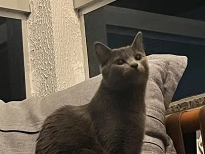 Gato raça SRD-ViraLata idade 7 a 11 meses nome Virgínia 