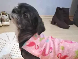 Cachorro raça Shitzu idade 1 ano nome Desconhecido 