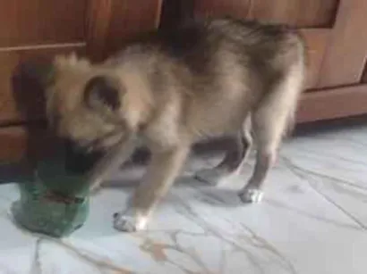 Cachorro raça SRD-ViraLata idade Abaixo de 2 meses nome bek