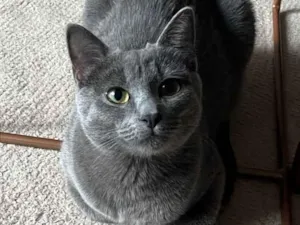 Gato raça SRD-ViraLata idade 7 a 11 meses nome Virgínia 