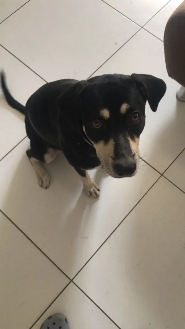Cachorro raça SRD-ViraLata idade 1 ano nome Molly