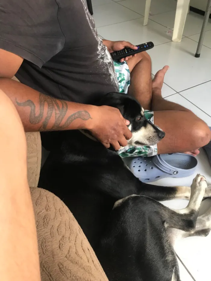 Cachorro raça SRD-ViraLata idade 1 ano nome Molly