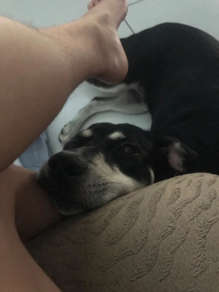 Cachorro raça SRD-ViraLata idade 1 ano nome Molly