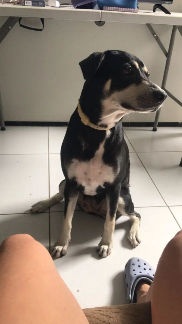 Cachorro raça SRD-ViraLata idade 1 ano nome Molly