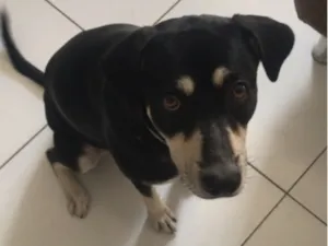 Cachorro raça SRD-ViraLata idade 1 ano nome Molly