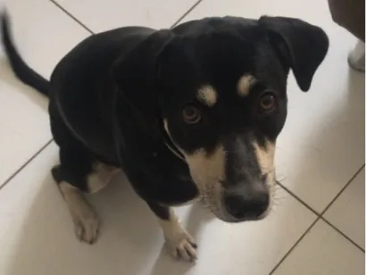 Cachorro raça SRD-ViraLata idade 1 ano nome Molly