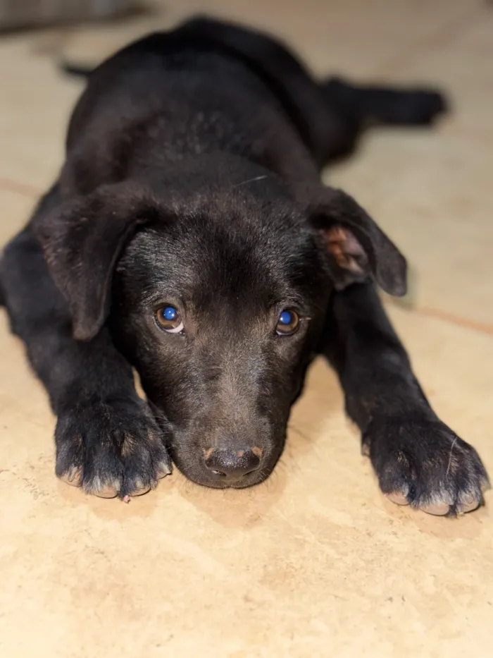 Cachorro raça SRD-ViraLata idade 2 a 6 meses nome Billy