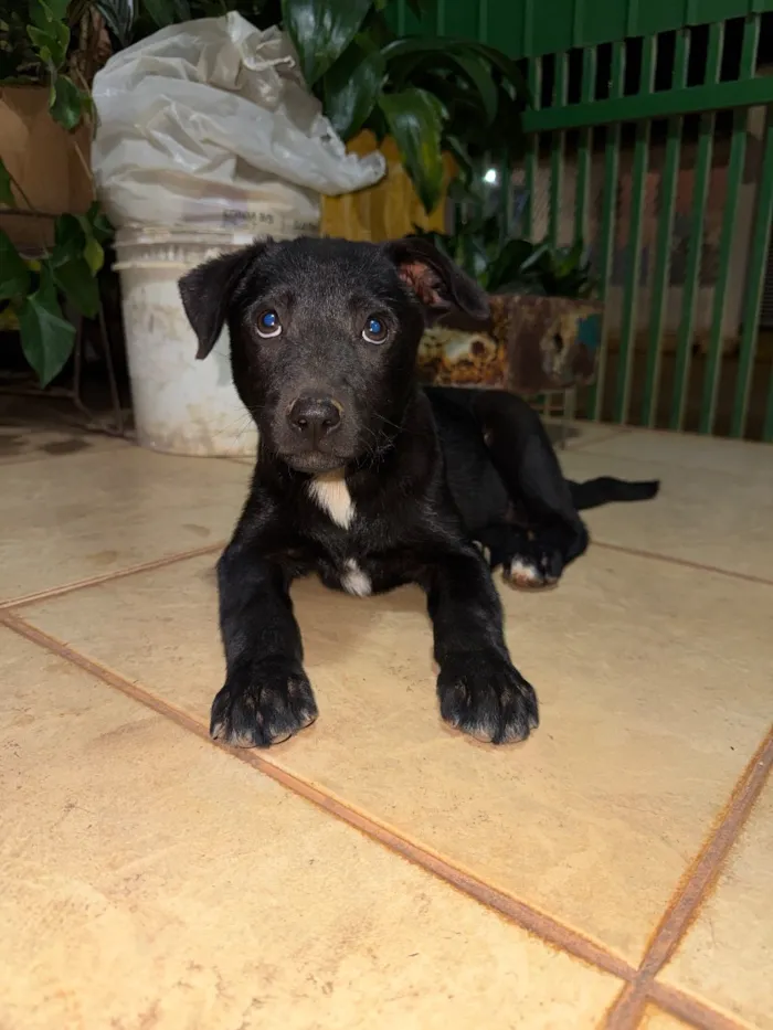 Cachorro raça SRD-ViraLata idade 2 a 6 meses nome Billy