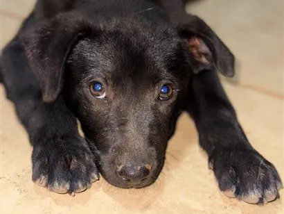 Cachorro raça SRD-ViraLata idade 2 a 6 meses nome Billy
