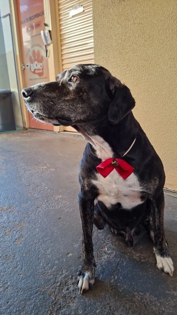 Cachorro raça SRD-ViraLata idade 6 ou mais anos nome Valente