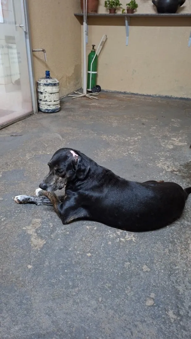 Cachorro raça SRD-ViraLata idade 6 ou mais anos nome Valente