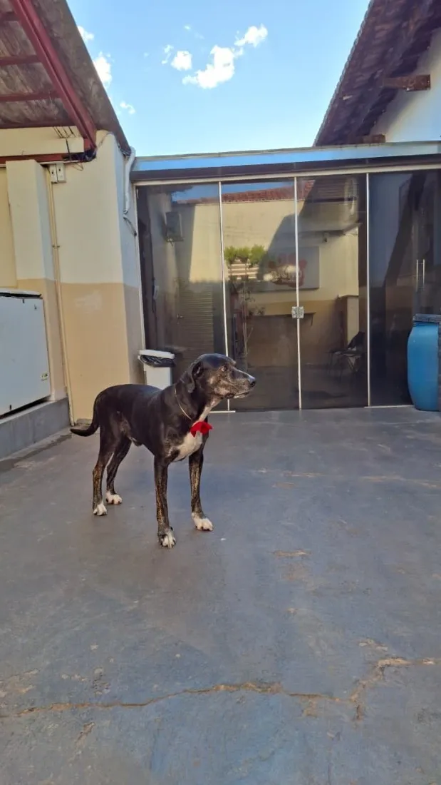 Cachorro raça SRD-ViraLata idade 6 ou mais anos nome Valente