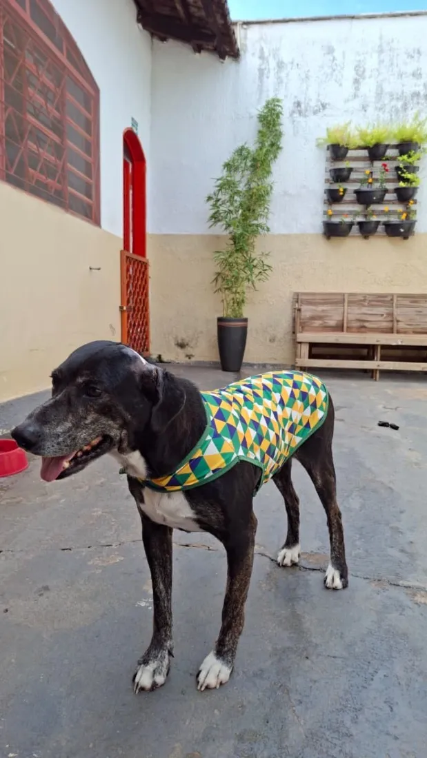 Cachorro raça SRD-ViraLata idade 6 ou mais anos nome Valente