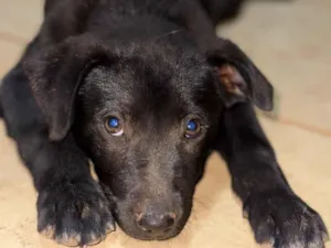 Cachorro raça SRD-ViraLata idade 2 a 6 meses nome Billy