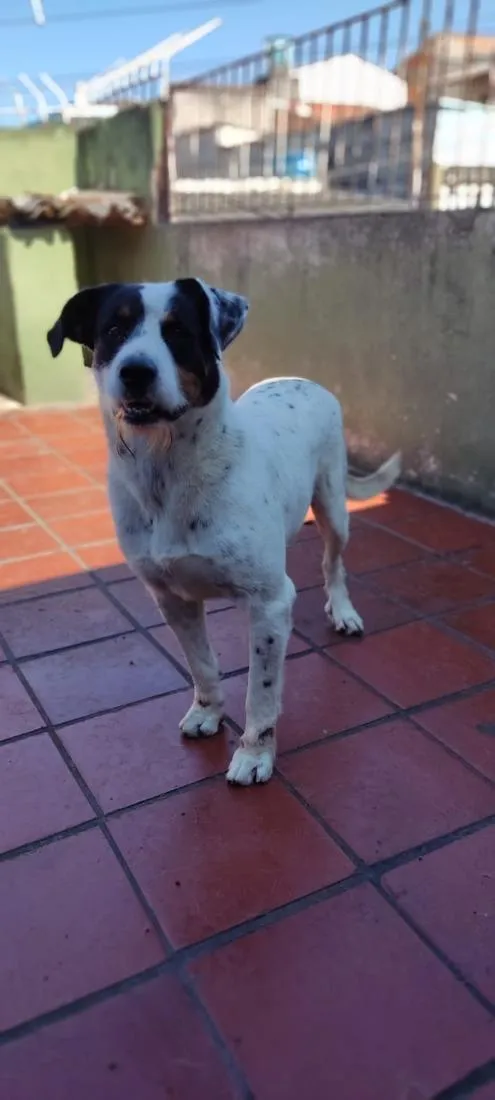 Cachorro raça SRD-ViraLata idade 6 ou mais anos nome Peter 