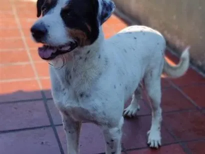 Cachorro raça SRD-ViraLata idade 6 ou mais anos nome Peter 