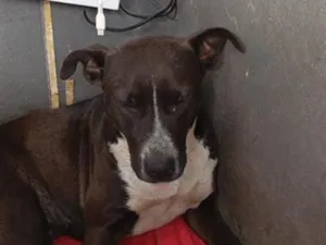 Cachorro raça SRD-ViraLata idade 3 anos nome não tem a chamo de preta