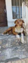 Putim