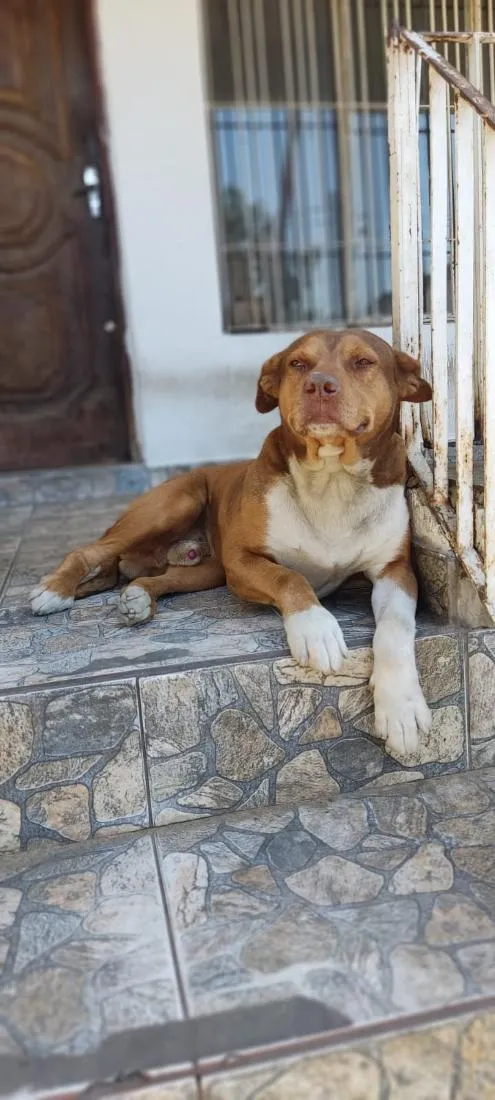 Cachorro raça SRD-ViraLata idade 6 ou mais anos nome Putim