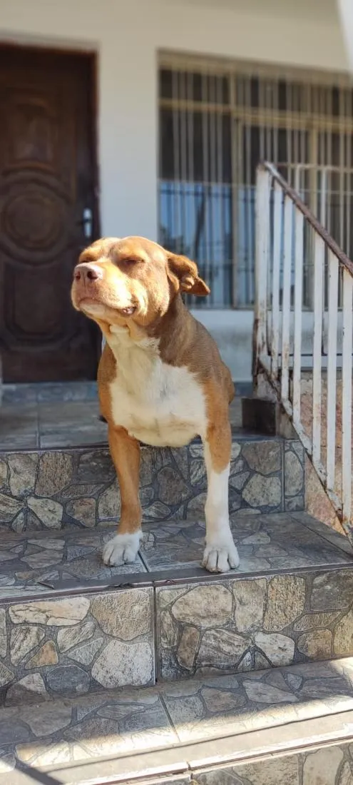 Cachorro raça SRD-ViraLata idade 6 ou mais anos nome Putim