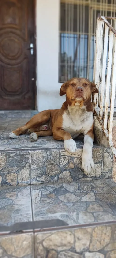 Cachorro raça SRD-ViraLata idade 6 ou mais anos nome Putim