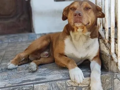 Cachorro raça SRD-ViraLata idade 6 ou mais anos nome Putim