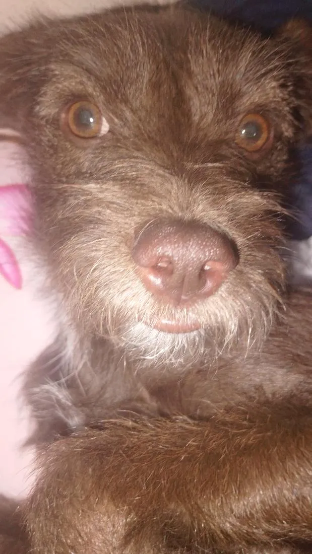 Cachorro raça SRD-ViraLata idade 1 ano nome Dora e Lilica 