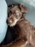 Dora e Lilica 