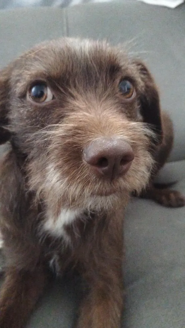 Cachorro raça SRD-ViraLata idade 1 ano nome Dora e Lilica 