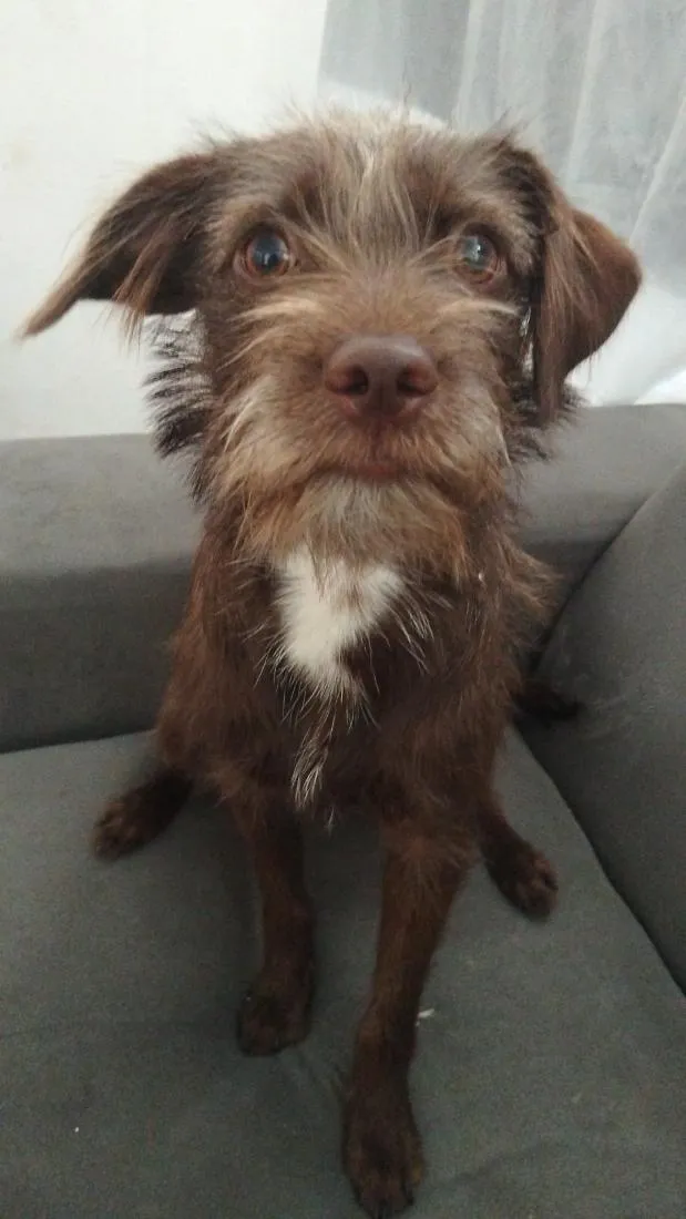 Cachorro raça SRD-ViraLata idade 1 ano nome Dora e Lilica 