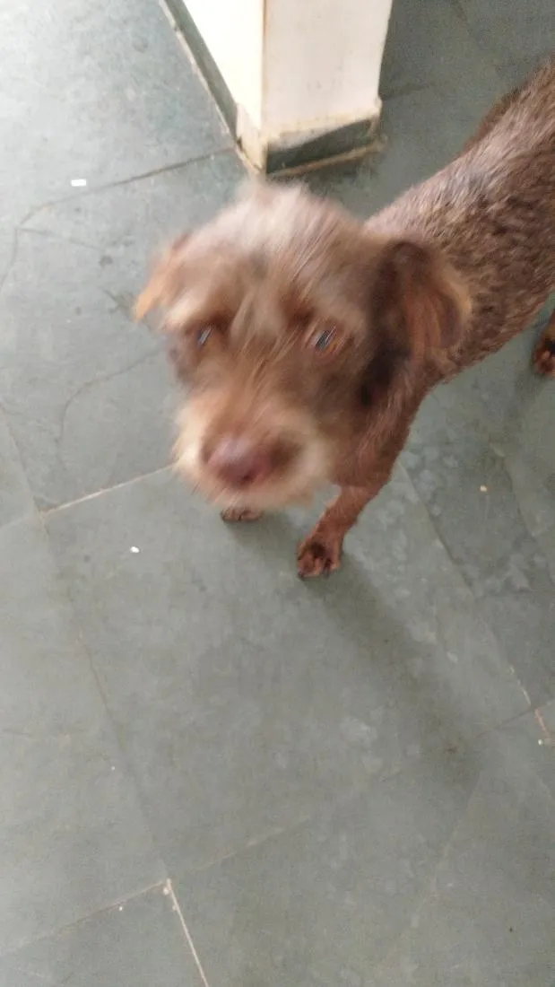Cachorro raça SRD-ViraLata idade 1 ano nome Dora e Lilica 