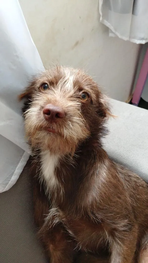 Cachorro raça SRD-ViraLata idade 1 ano nome Dora e Lilica 