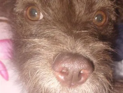 Cachorro raça SRD-ViraLata idade 1 ano nome Dora e Lilica 