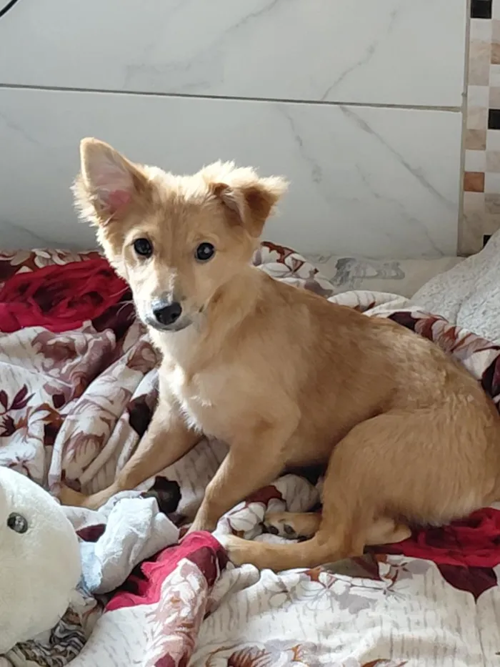 Cachorro raça SRD-ViraLata idade 2 a 6 meses nome Mel