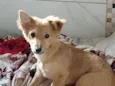 Mel
