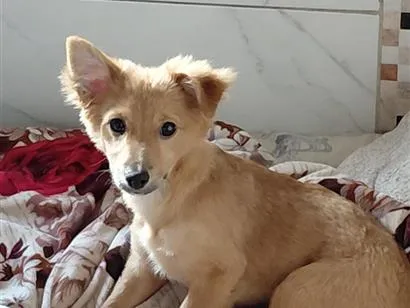 Cachorro raça SRD-ViraLata idade 2 a 6 meses nome Mel