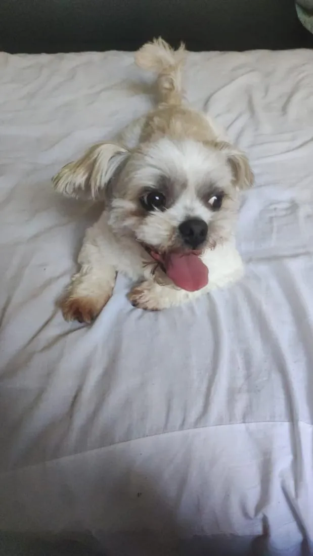 Cachorro raça Lhasa Apso idade 5 anos nome Marley