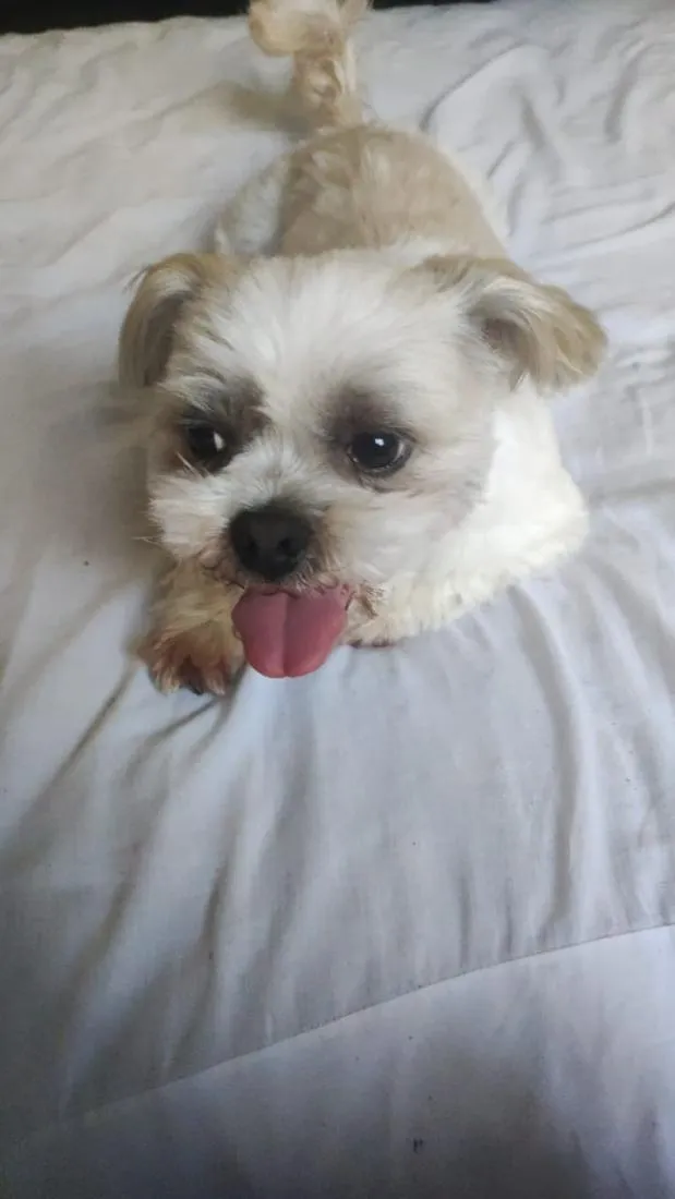 Cachorro raça Lhasa Apso idade 5 anos nome Marley