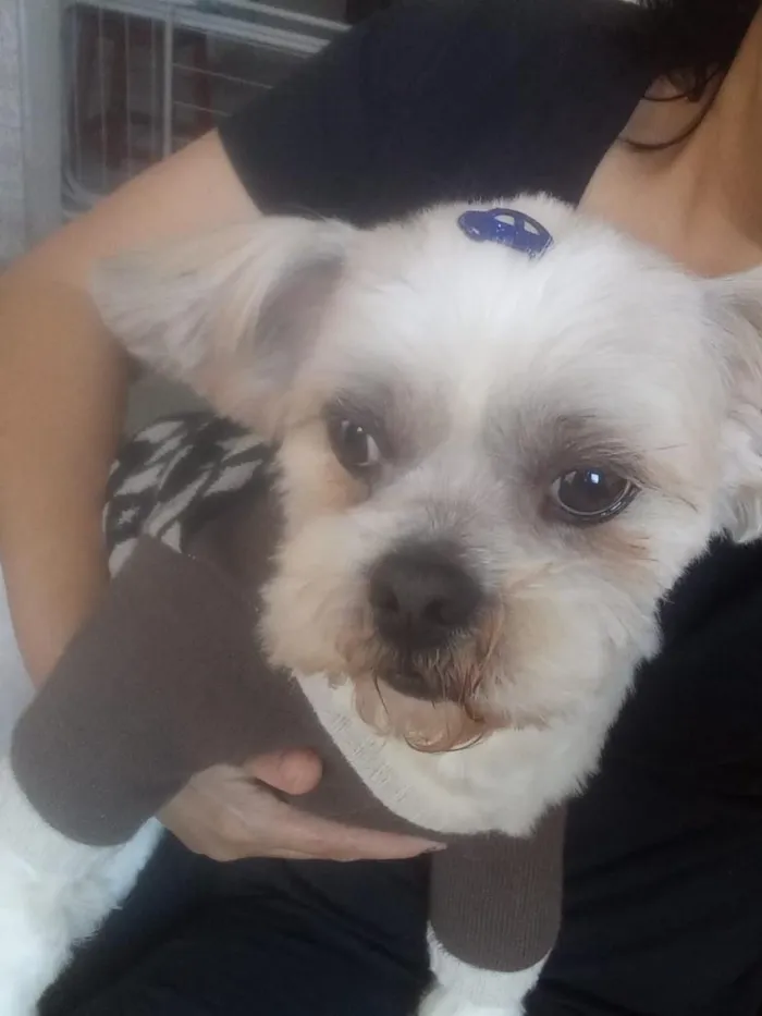 Cachorro raça Lhasa Apso idade 5 anos nome Marley