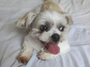 Cachorro raça Lhasa Apso idade 5 anos nome Marley